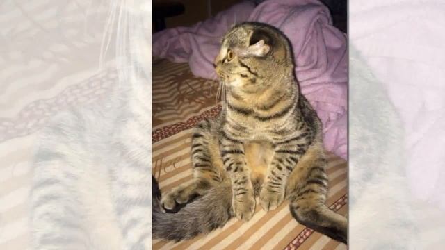 Интересная кошка Милиса смотреть онлайн