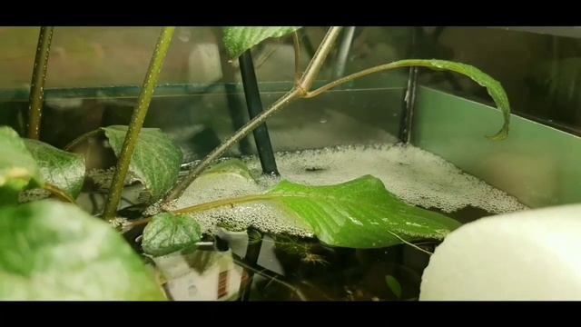 С какого возраста можно нерестить петушков?\Нерест петушков