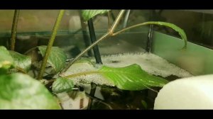 С какого возраста можно нерестить петушков?\Нерест петушков