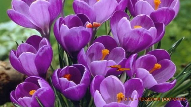 Крокус крупноцветковый Ремембранс (remembrance) ? обзор: как сажать, луковицы крокусы Ремембранс смотреть онлайн