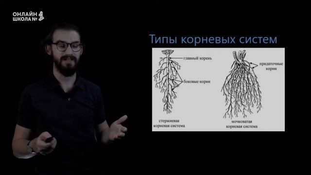 Корень. Строение и функции. Урок 2. Биология 6 класс смотреть онлайн