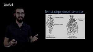 Корень. Строение и функции. Урок 2. Биология  6 класс