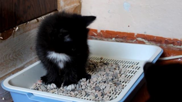 КАК ПРИУЧИТЬ КОТЁНКА К ЛОТКУ. РЕЗУЛЬТАТ 100%. как научить ходить в горшок. смотреть онлайн