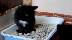 КАК ПРИУЧИТЬ КОТЁНКА К ЛОТКУ. РЕЗУЛЬТАТ 100%. как научить ходить в горшок.