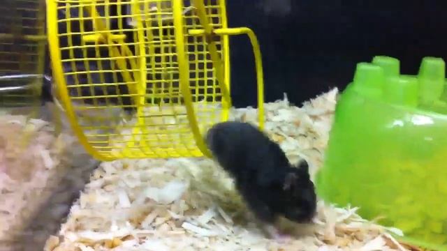Lizards Escape from PetSmart смотреть онлайн