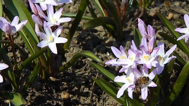 Первоцветы часть1 Пролеска розовая смотреть онлайн