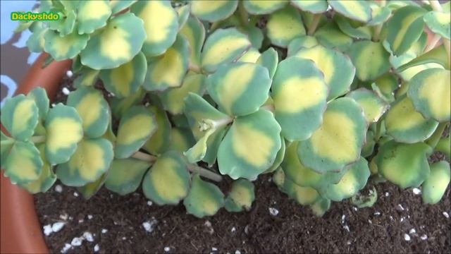Sedum Sieboldii Variegata