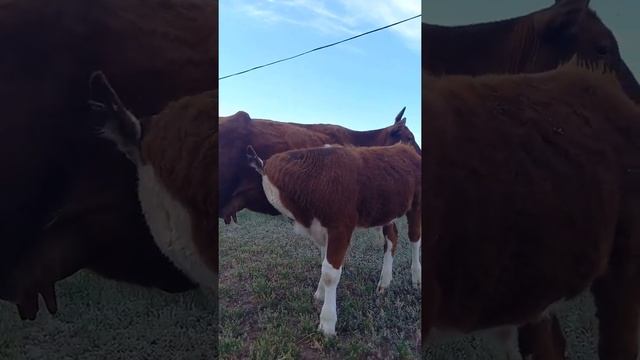 31.05.22 подсосный телёнок от быка белоголовой "Акбас" породы смотреть онлайн