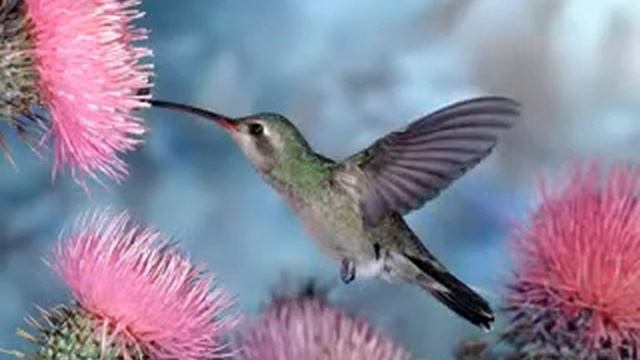 релаксация снять напряжение wmv v9 смотреть онлайн