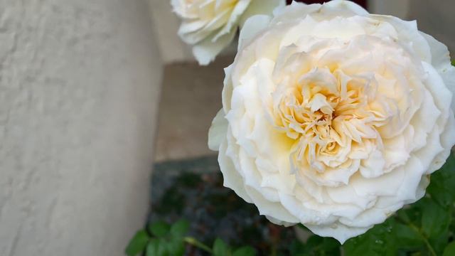 Rose - Bolero смотреть онлайн