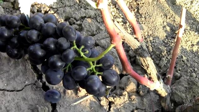 @Японский виноград Черная свекла смотреть онлайн