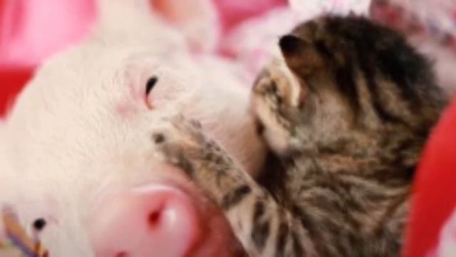 Котенок, отвергнутый матерью после рождения, подружился со спасенной свиньей в приюте смотреть онлайн