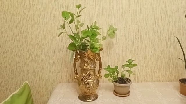 Плектрантус (комнатная мята)/Как сохранить саженец винограда в домашних условиях. смотреть онлайн
