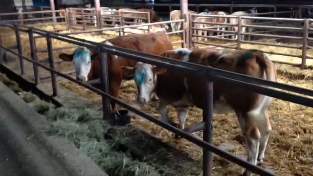 Беспривязное содержание скота.Племенной скот на кардах. +79656176005 WhatsApp пишите. смотреть онлайн