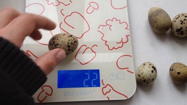 Большие двухжелтковые яйца перепелов. Что делать? Double Yolk Quail Egg. What To Do?