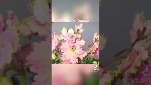 #фиалки #сенполия сорт РМ-Богиня Солнца смотреть онлайн