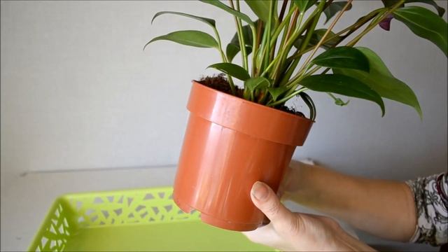 Пересадка антуриума после покупки смотреть онлайн