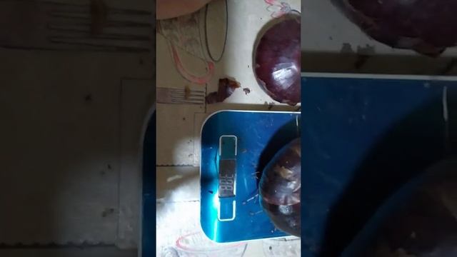 Лук шалот истобенский окончание PS