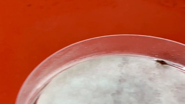 Брызнули на Клопа Тосолом [Эксперимент/ Герадез] смотреть онлайн