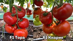 Яркий калейдоскоп крупноплодных томатов Семко