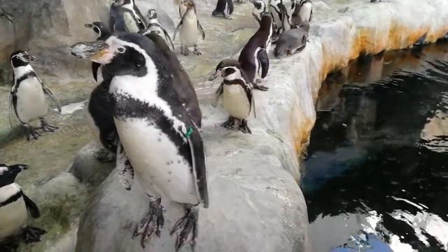 Один пингвин Московского зоопарка выбился из стаи и стал позировать посетителям)) смотреть онлайн