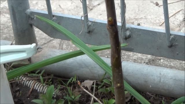 ПРИВИВАЕМ ЧЕРЕШНЮ на ВИШНЮ. ДВА САМЫХ ПРОСТЫХ СПОСОБА. Наглядно