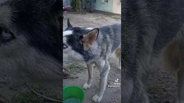 БЕШЕНАЯ СОБАКА ! СМОТРЕТЬ ДО КОНЦА#бешенство#собаки смотреть онлайн