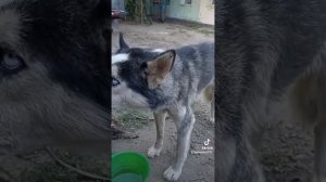 БЕШЕНАЯ СОБАКА ! СМОТРЕТЬ ДО КОНЦА#бешенство#собаки