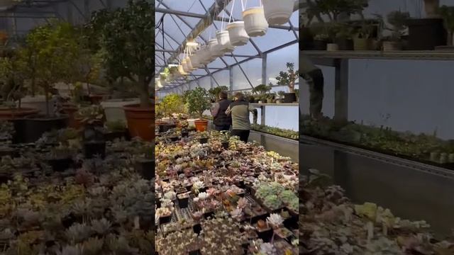 БОНСАИСТЫ ВЫНОСЯТ ОГРОМНЫЙ БОНСАЙ ИЗ КРАССУЛЫ ДЕНЕЖНОГО ДЕРЕВА ТОЛСТЯНКА ЦВЕТЫ КАКТУСЫ РАСТЕНИЯ смотреть онлайн