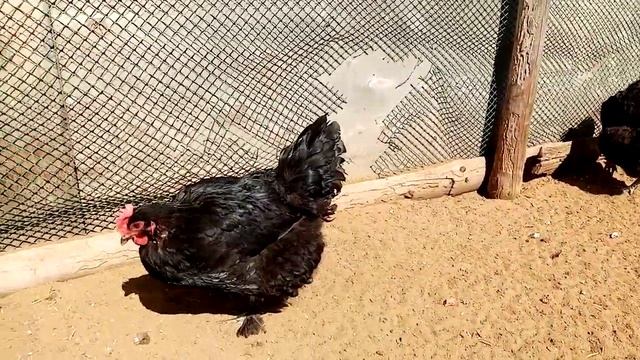 Куры несущие пасхальные яйца!! смотреть онлайн