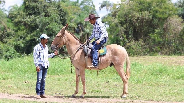 12 TANGO VALE DO CRIXÁS смотреть онлайн
