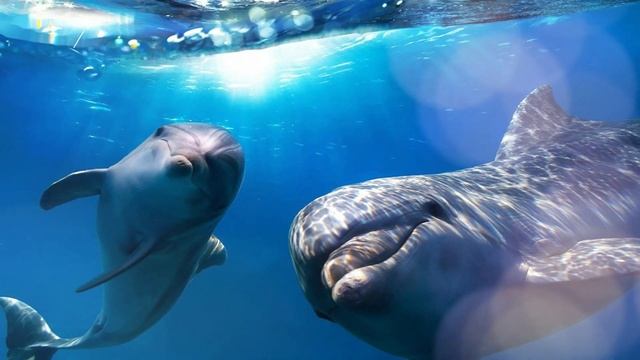 ? Песни дельфинов без музыки, со звуком моря - dolphins voice смотреть онлайн