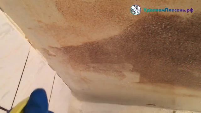 Удаление плесени химическим методом смотреть онлайн