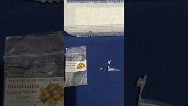 Посев бегонии. Бегонии Иллюминейшн, Нон стоп, Сан Дансер, Америгибрид...