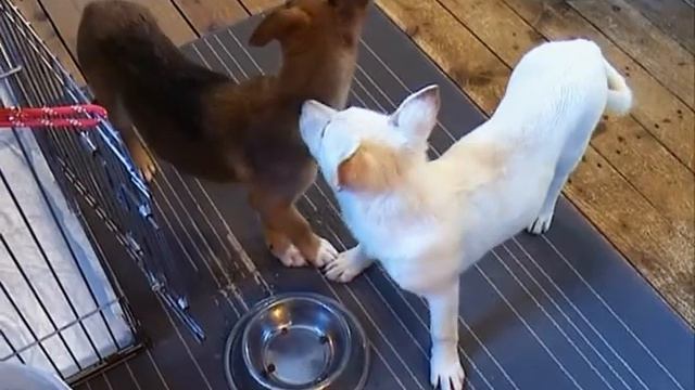 "Собачья радость" смотреть онлайн