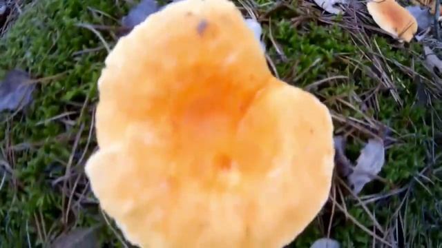 ПРОДОЛЖЕНИЕ... СОБИРАЕМ ГРИБЫ В НОЯБРЕ // ГРИБАЛКА УДАЛАСЬ ! ЕДЕМ ДОМОЙ !