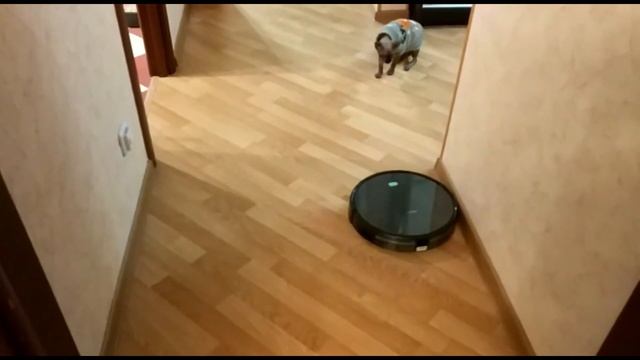 УМНЫЙ РОБОТ - ПЫЛЕСОС LIECTROUX // ПОКУПКА МОЕЙ СЕСТРЫ // КОТЫ В НЕДОУМЕНИИ смотреть онлайн