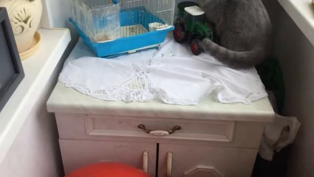 Кот охотится на канарейку! Очень быстрая атака! смотреть онлайн