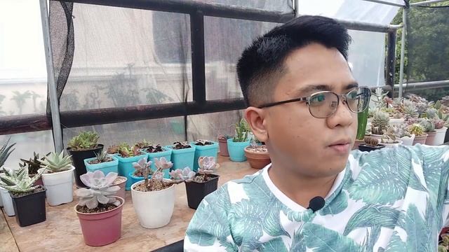 Graptopetalum Purple Delight (or Snow White) / Succulent Care Guide, Propagation & Problems смотреть онлайн