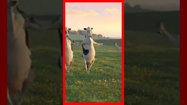 FUNNY COW DANCE 8 │ Cow Song u0026 Cow Videos 2022 04 смотреть онлайн