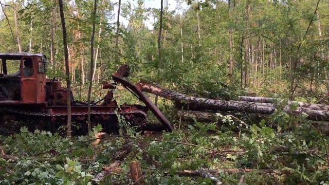 Работа в лесу ТДТ-55А заготавливает древесину смотреть онлайн