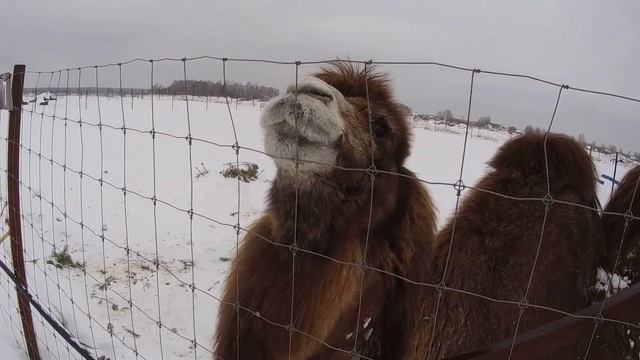 В гостях на ЭКО-ФЕРМЕ "ИВАНОВСКОЕ" ВЕРБЛЮД,ОЛЕНИ И ПАНТЫ смотреть онлайн