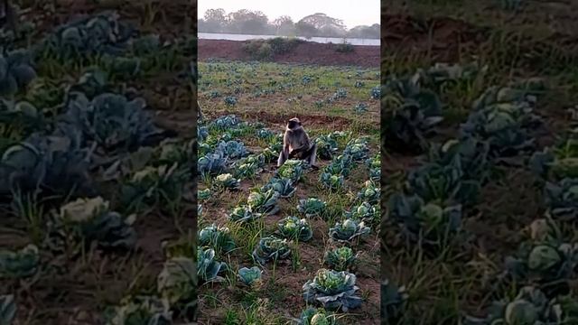 monkey in cabbage farm... смотреть онлайн
