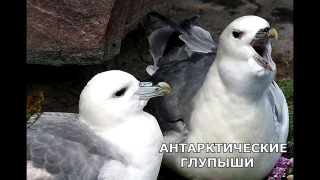 Арктические пустыни смотреть онлайн