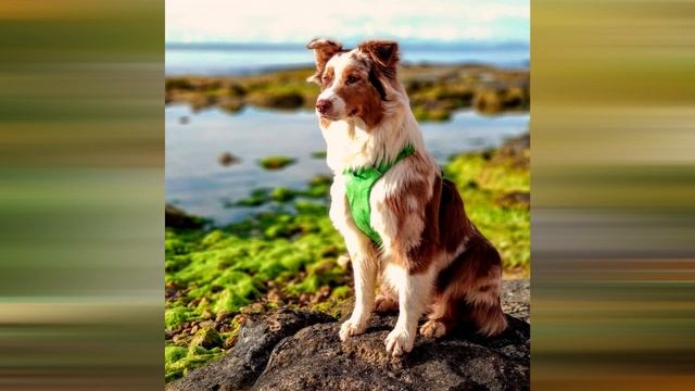 Австралийская овчарка описание породы! Интересное про аусси! смотреть онлайн