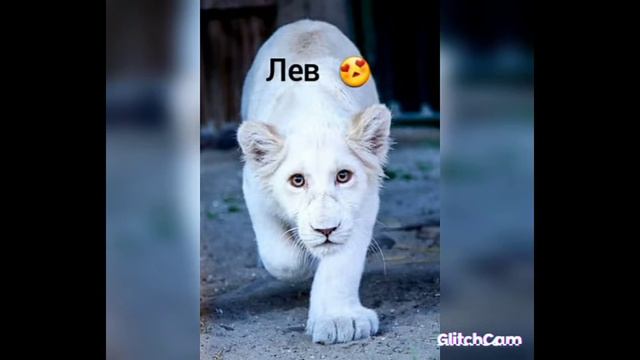 какая ты кошка по знаку зодиака? смотреть онлайн