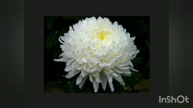 Любимое произведение моей мамы -Людусика)) сделала для неё ролик... #музыка #любовь смотреть онлайн