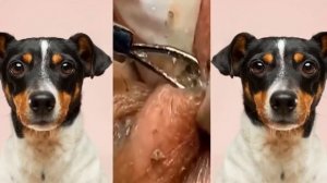 Relax squeezing out blackheads #64 Черные точки