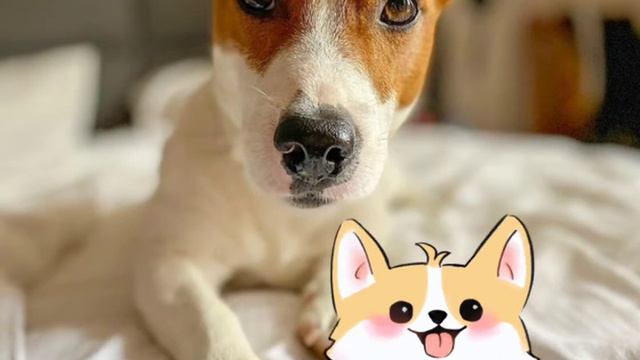 фото Локи Бобо из Инстаграма 🐕📸 смотреть онлайн