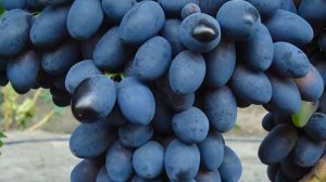 ВИНОГРАД КОДРЯНКА/Описание винограда сорта Кодрянка